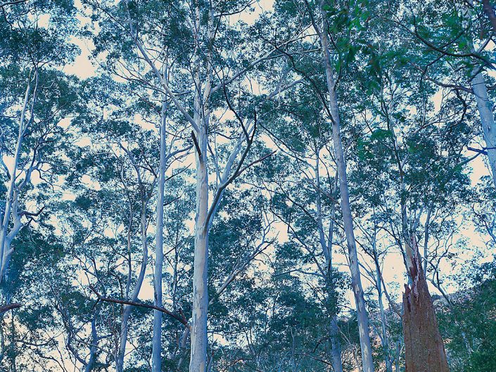 Blue Gum Forest