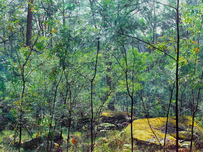 Blue Gum Forest